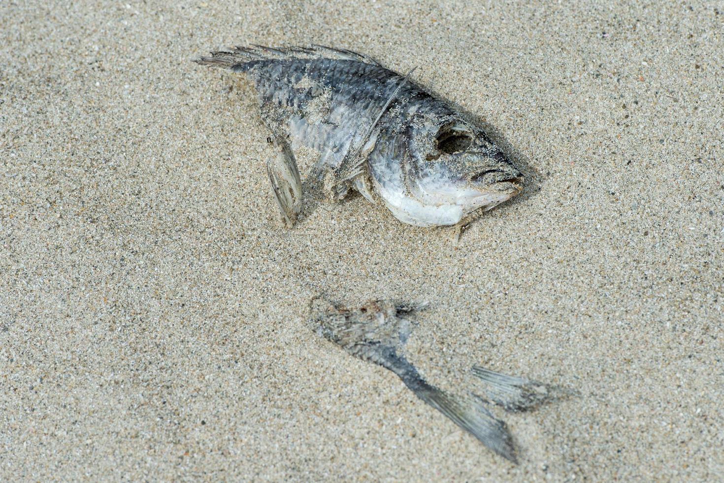död- fisk täckt förbi sand foto