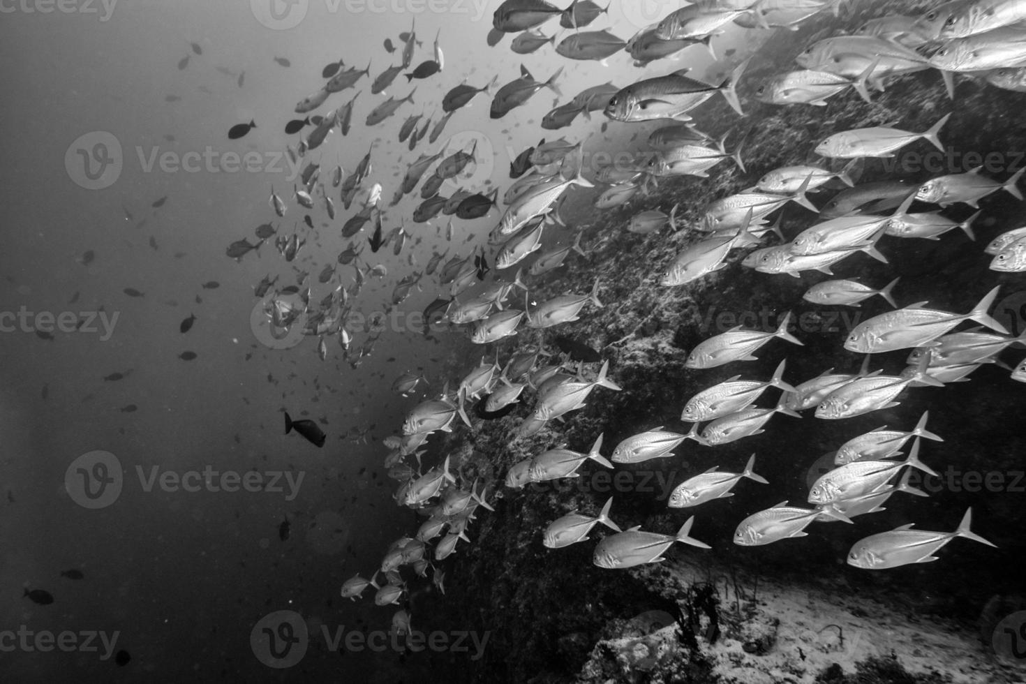 inuti en skola av fisk under vattnet i svart och vit foto