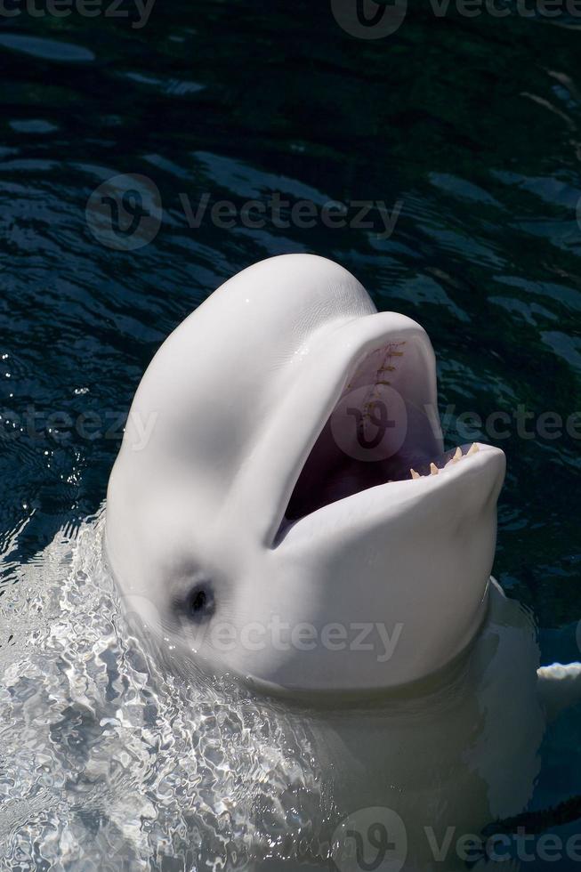 ett isolerat vit delfin beluga ser på du i de djup blå hav foto