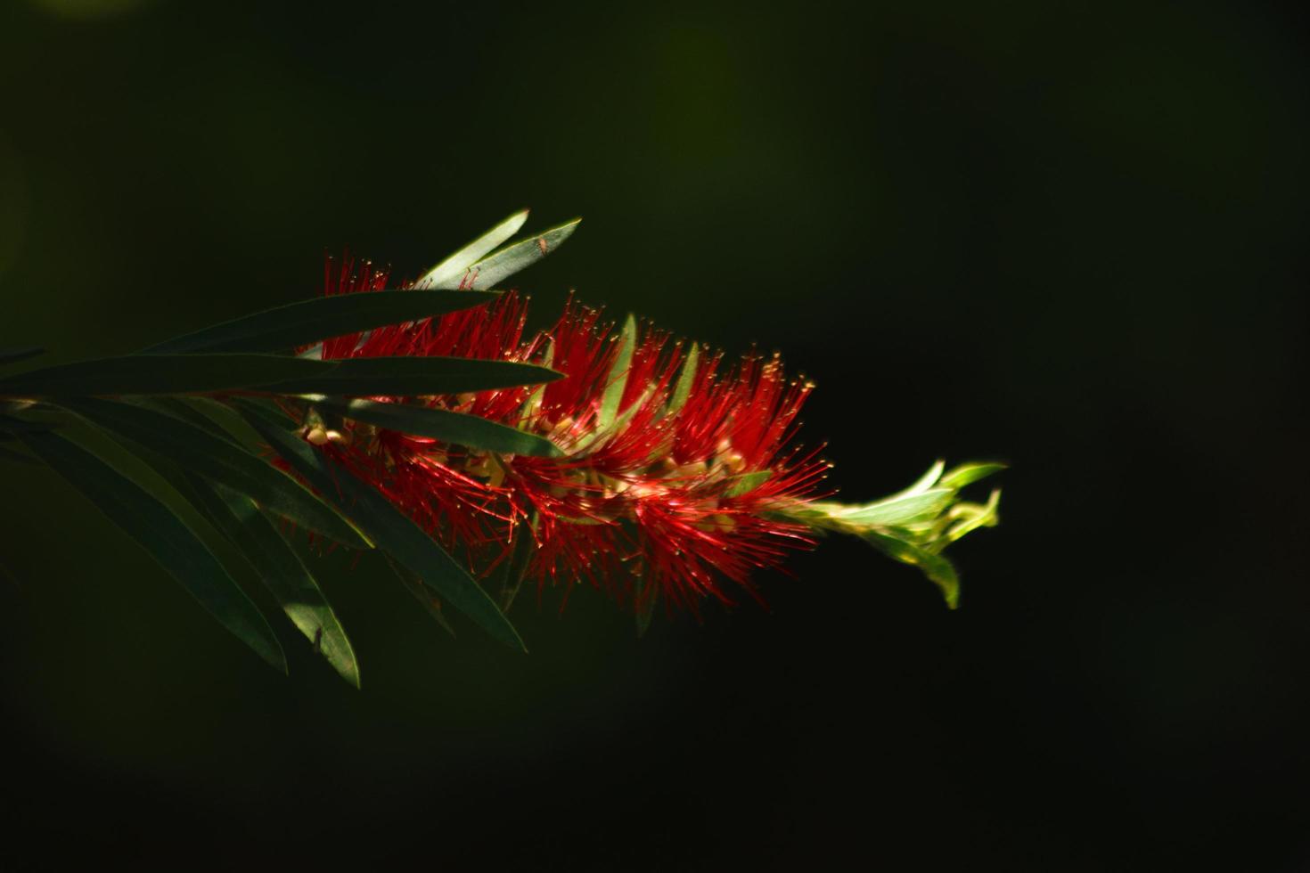 ensam röd blomma når efter ljus foto