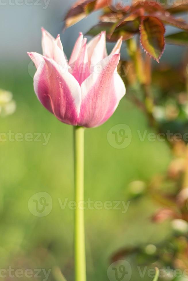 selektiv fokus av ett rosa eller lila tulpan i en trädgård med grön löv. suddig bakgrund. en blomma den där växer bland de gräs på en värma solig dag. vår och påsk naturlig bakgrund med tulpan. foto