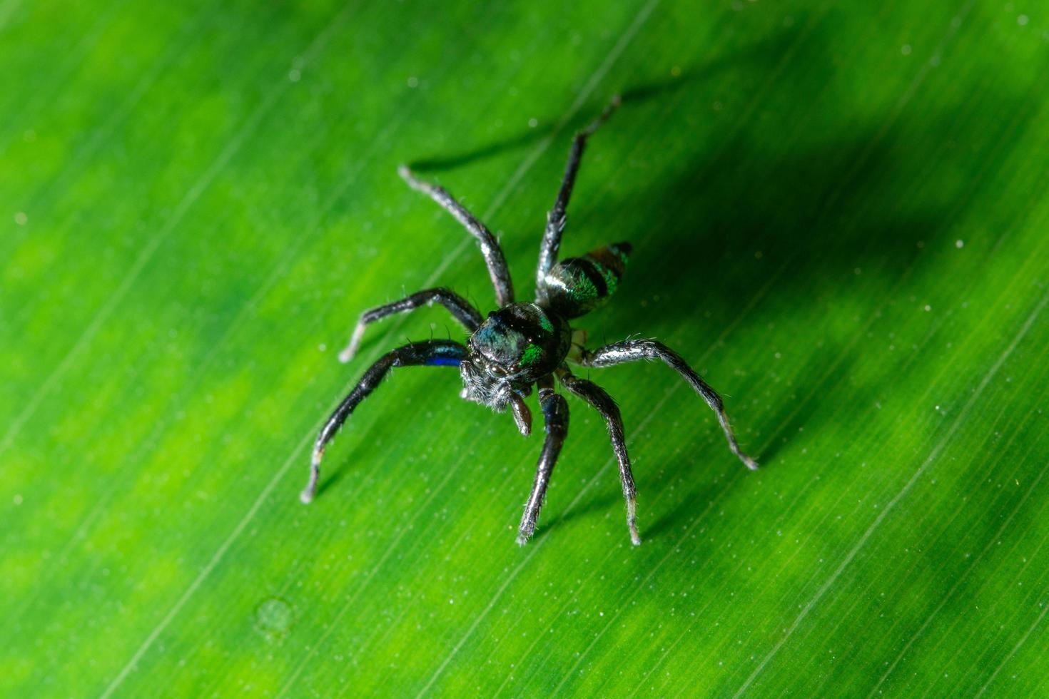 spindel på ett blad, närbild foto
