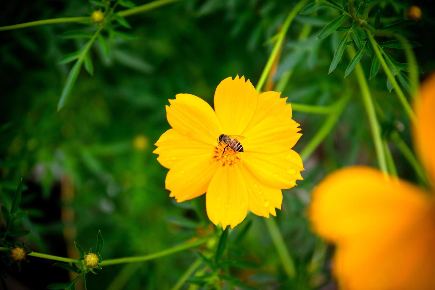 ett bi besöker en kosmosblomma foto