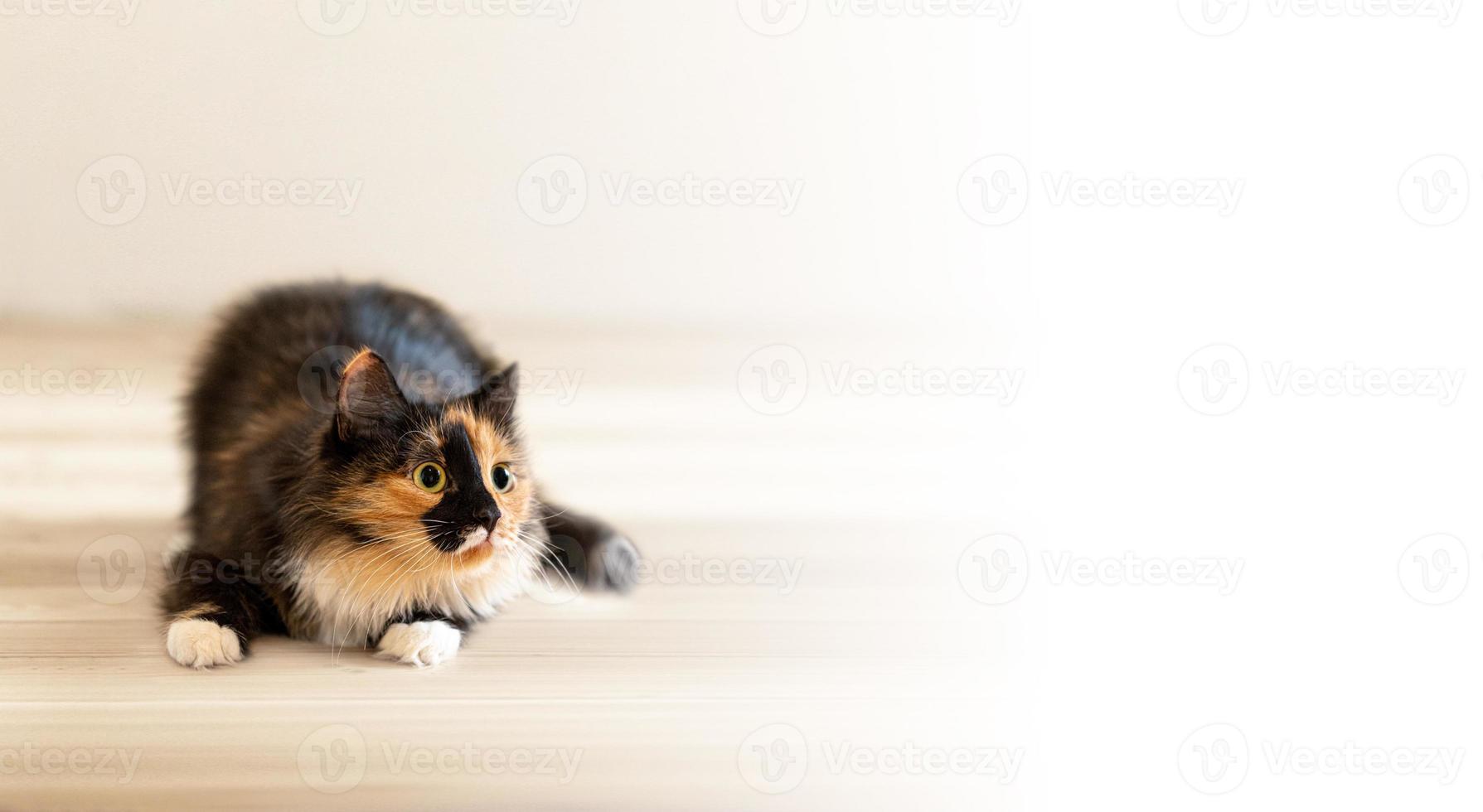 reklam baner med trefärgad lekfull ung katt liggande på trä- golv och fokuserade med nyfikenhet ser bort. foto