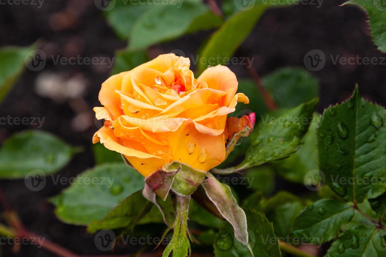 sommar blomstrande ro blommor med regndroppar foto