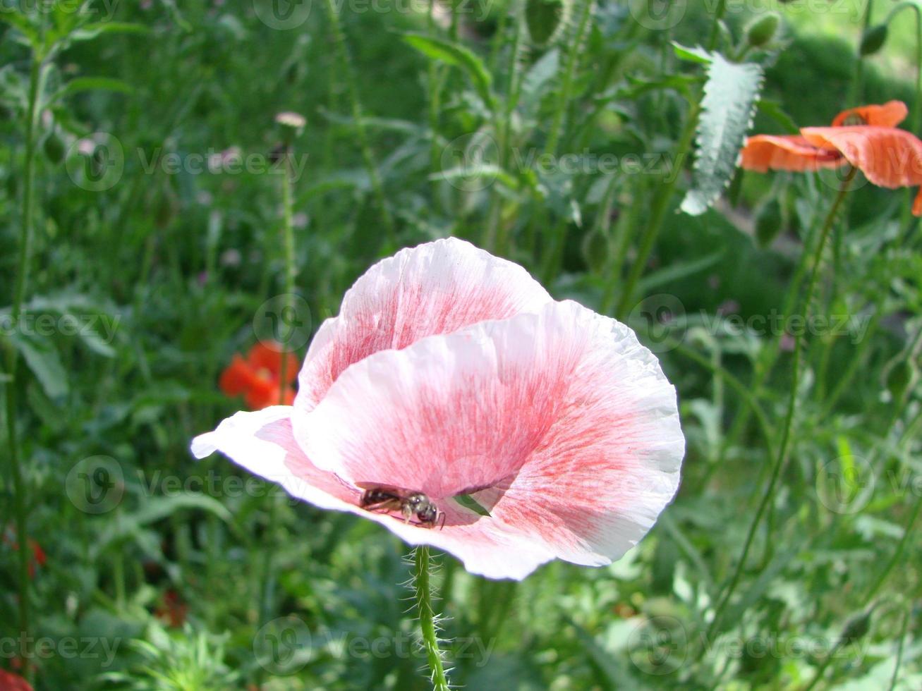 röd vallmo blommor med en bi och vete fält på de bakgrund. allmänning vallmo papaver rhoeas foto