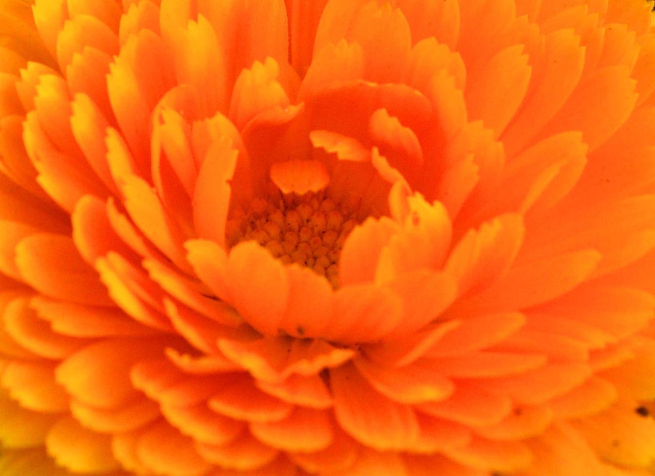 orange daisy kronblad foto