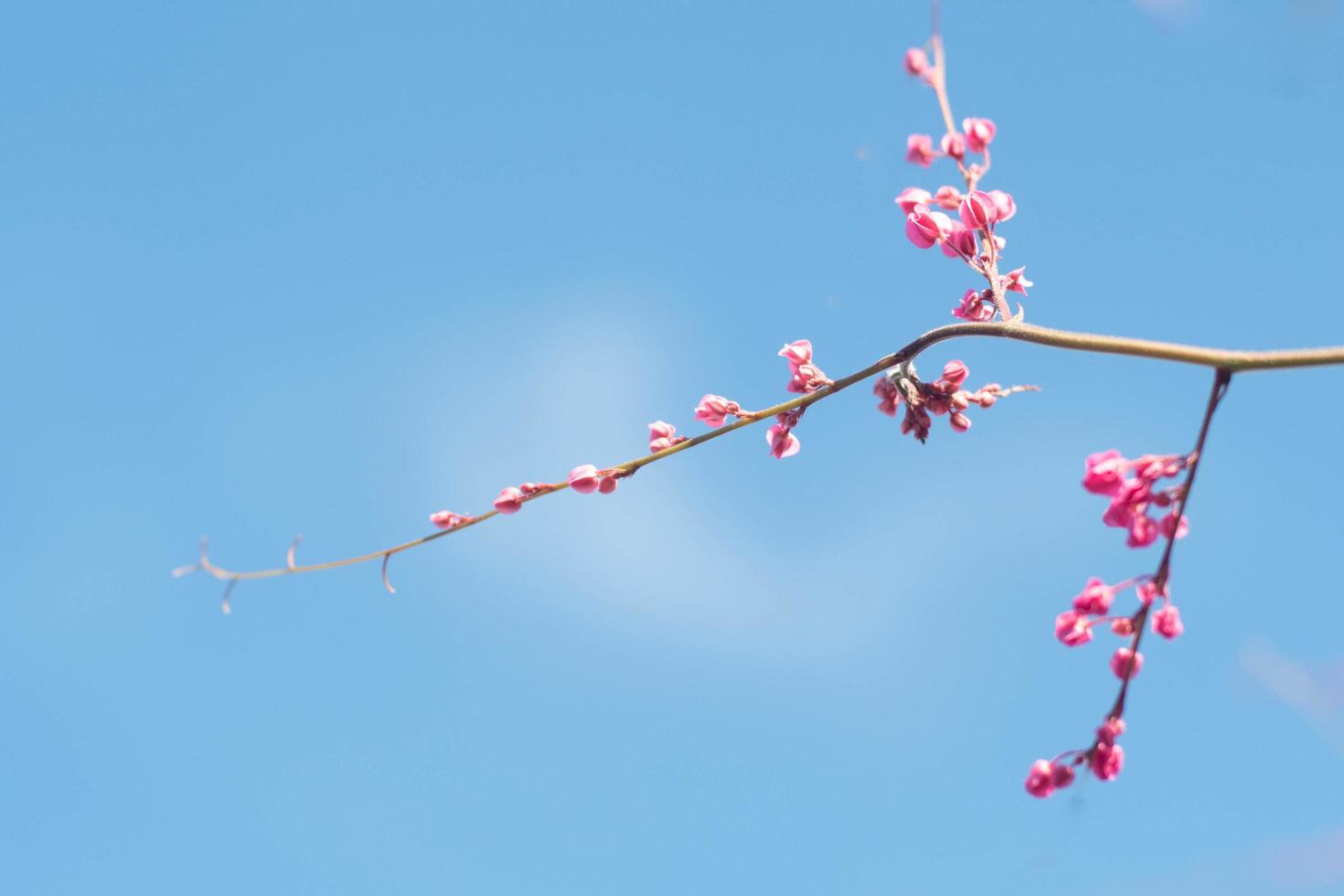 vackra ljusa körsbärsblomsträd foto