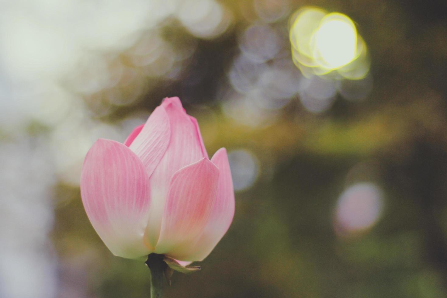 mjukt fokus av rosa lotusblomma foto