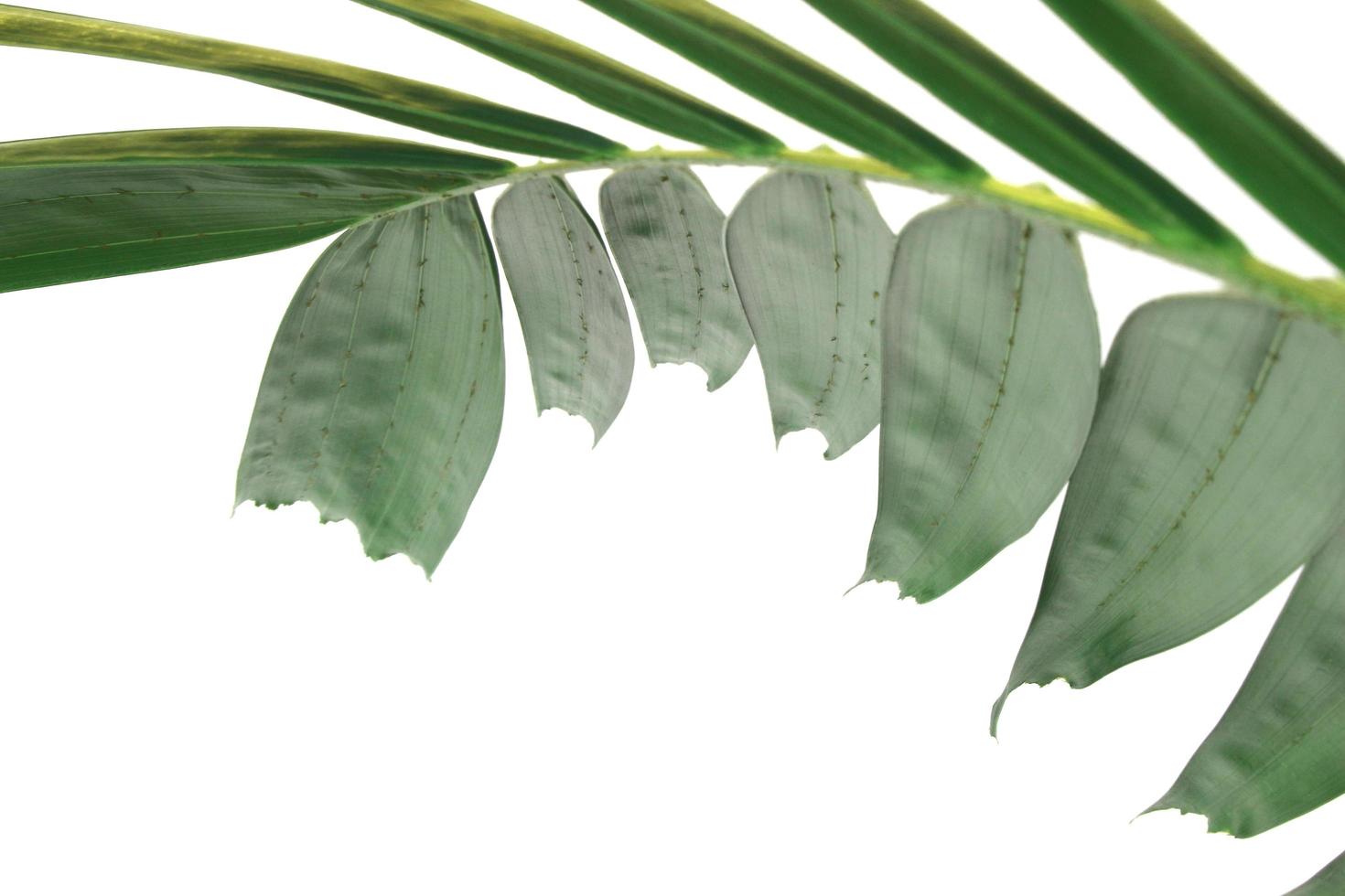 moderna kreativa gröna palmblad isolerad på vit bakgrund foto