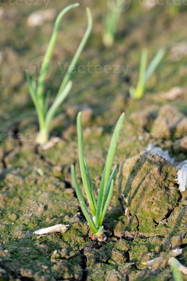 närbild av växande lök plantage i de vegetabiliska trädgård foto