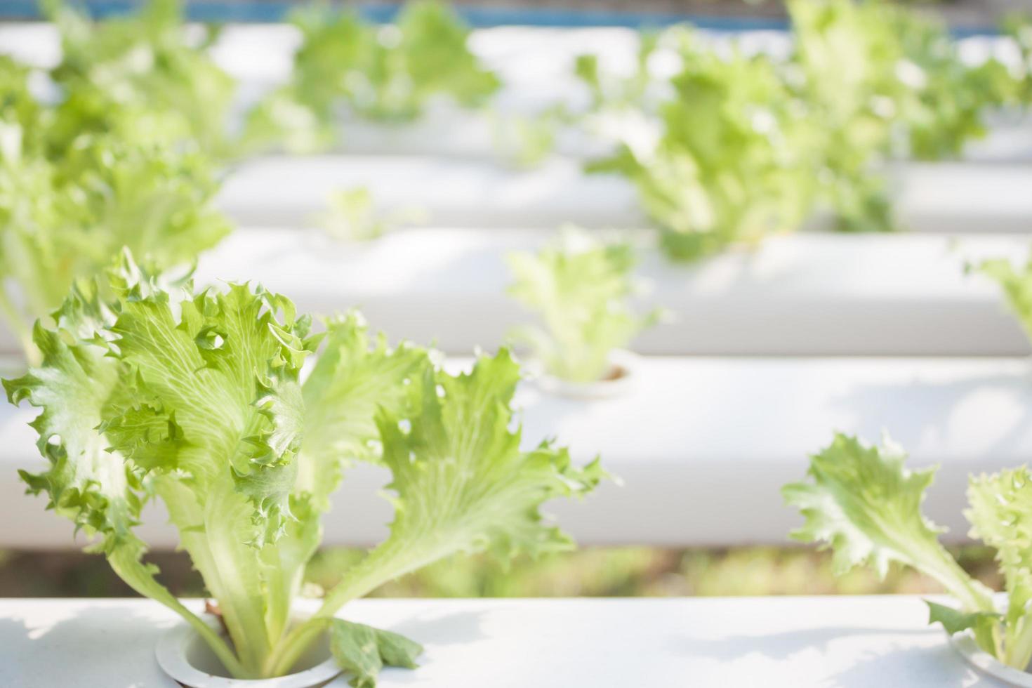 frillice isberg i en hydroponic gård foto