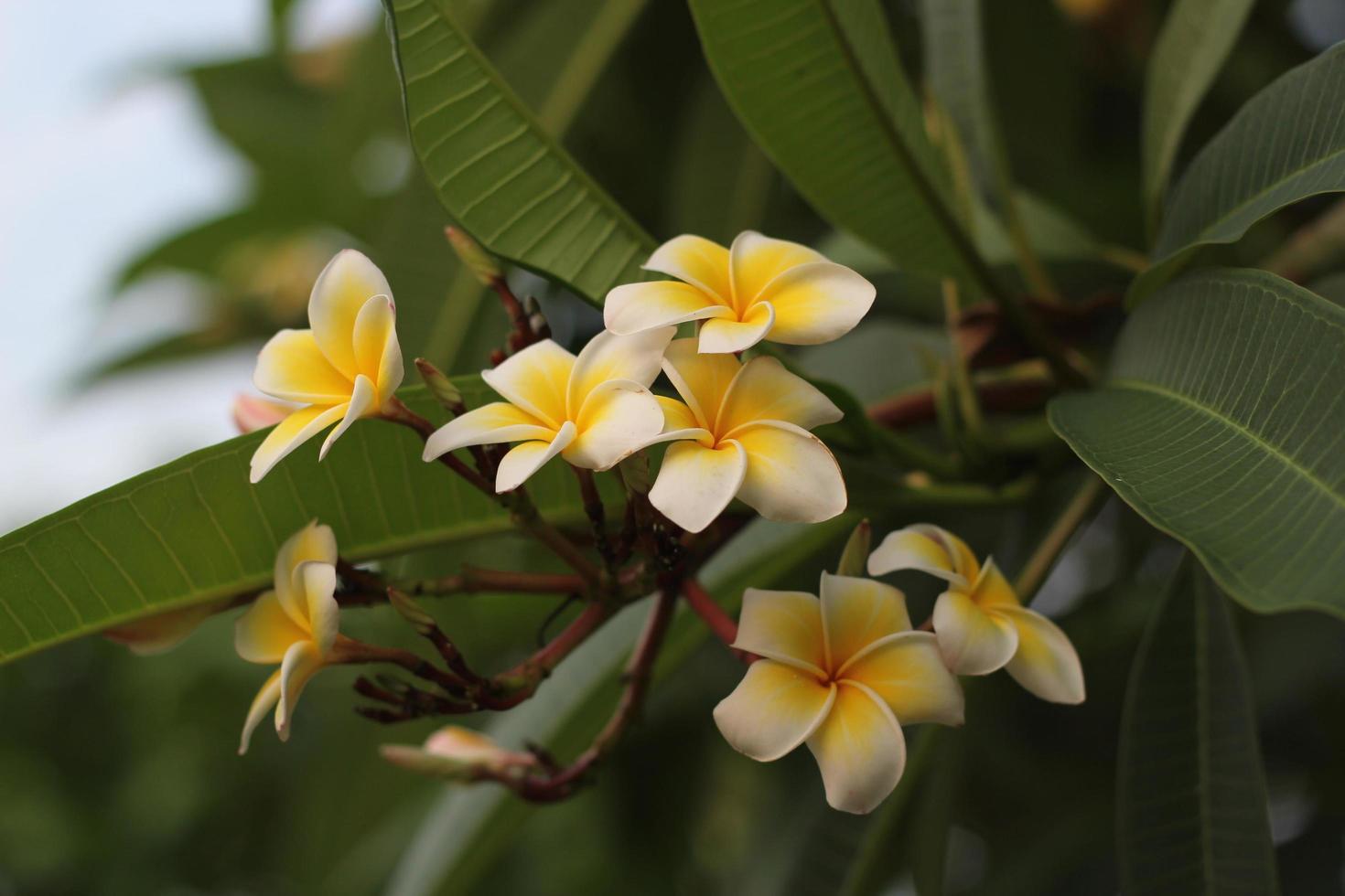 blomning vit plumeria på träd, gul plumeria på trädgård foto