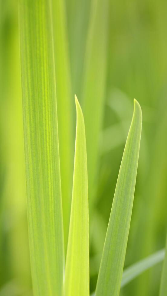 natur bakgrund tapet foto