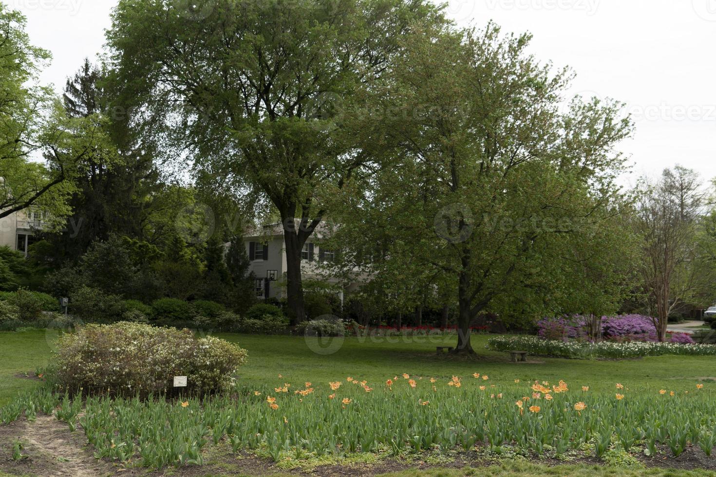 tulpan blomma i baltimore sherwood trädgårdar foto