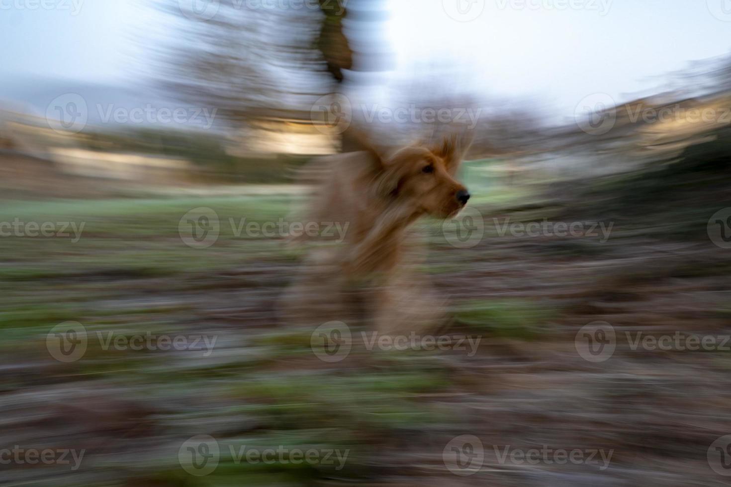 Lycklig valp hund cockerspaniel spaniel Hoppar foto