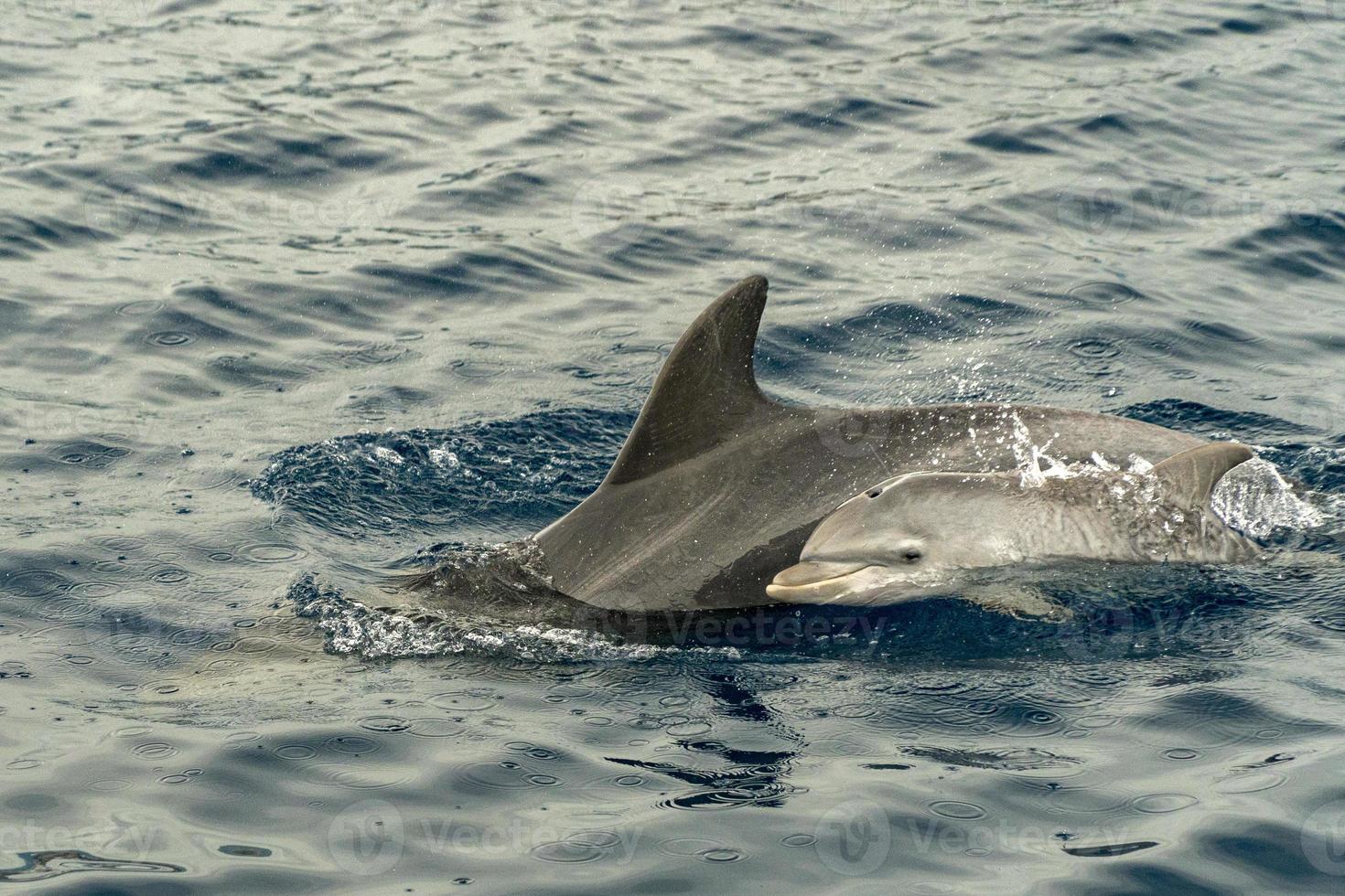 bebis och mamma delfin Hoppar utanför de hamn foto