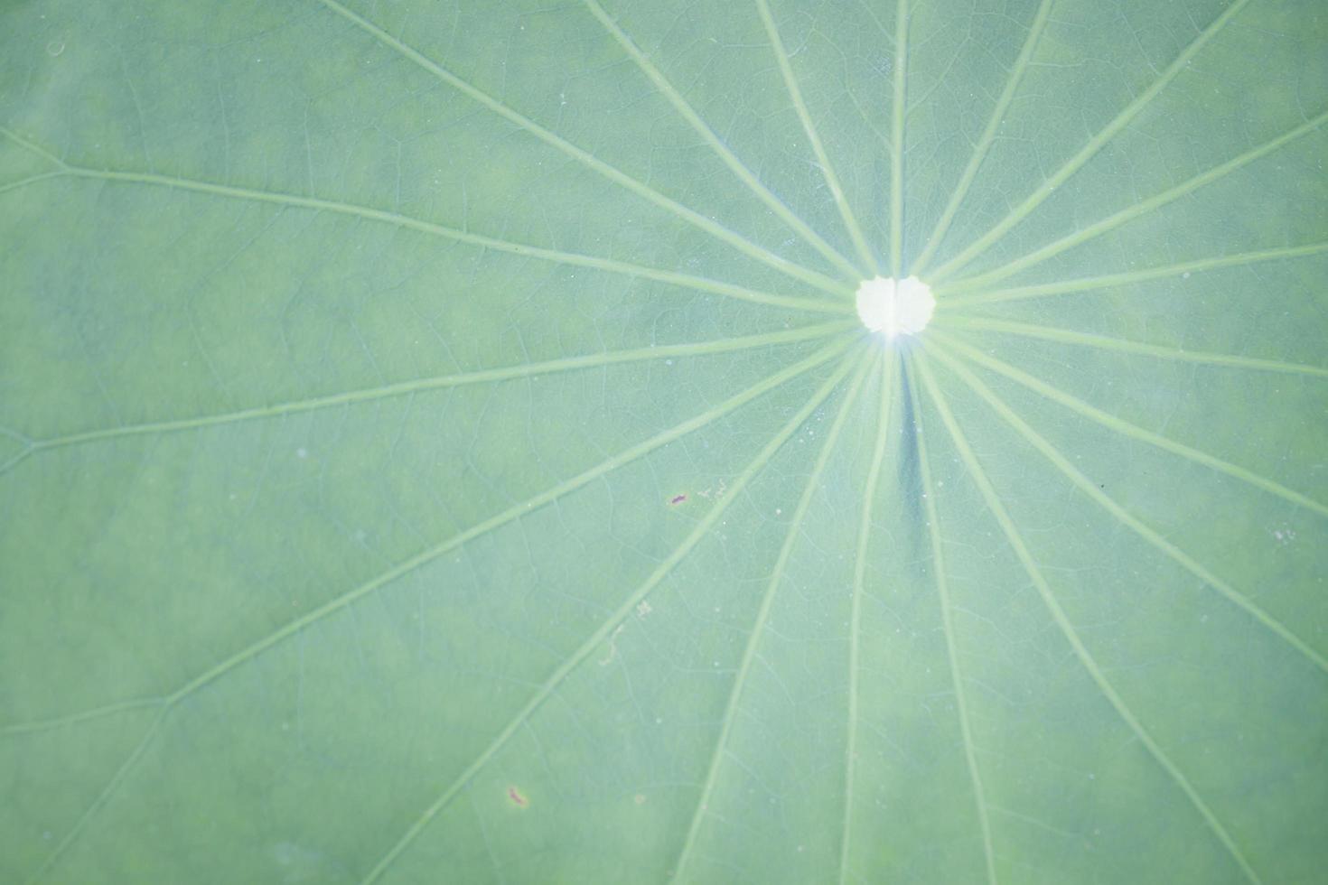 närbild av ett lotusblad foto