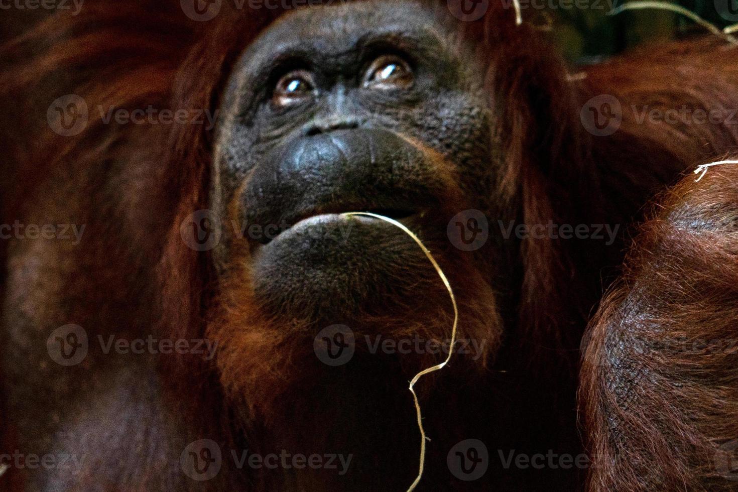 orangutang ansikte porträtt foto