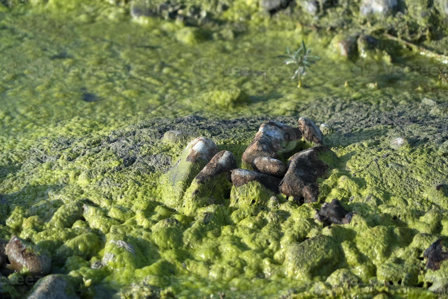förorenad flod grön och gul vatten foto