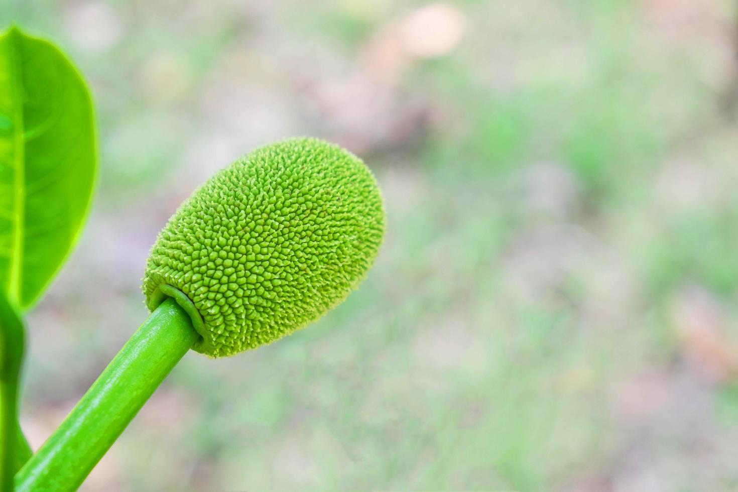 liten spirande jackfrukt foto