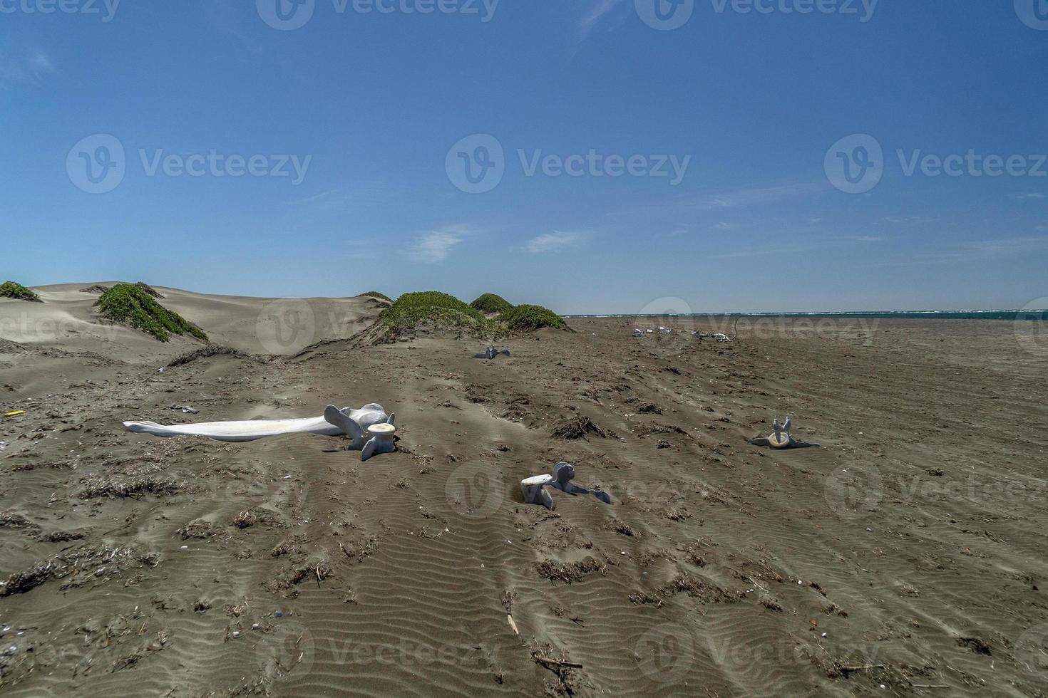 död- val ben på de strand foto