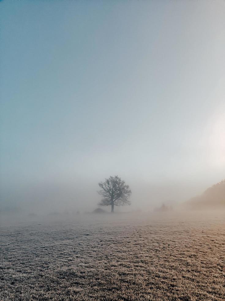 morgon på vintern foto