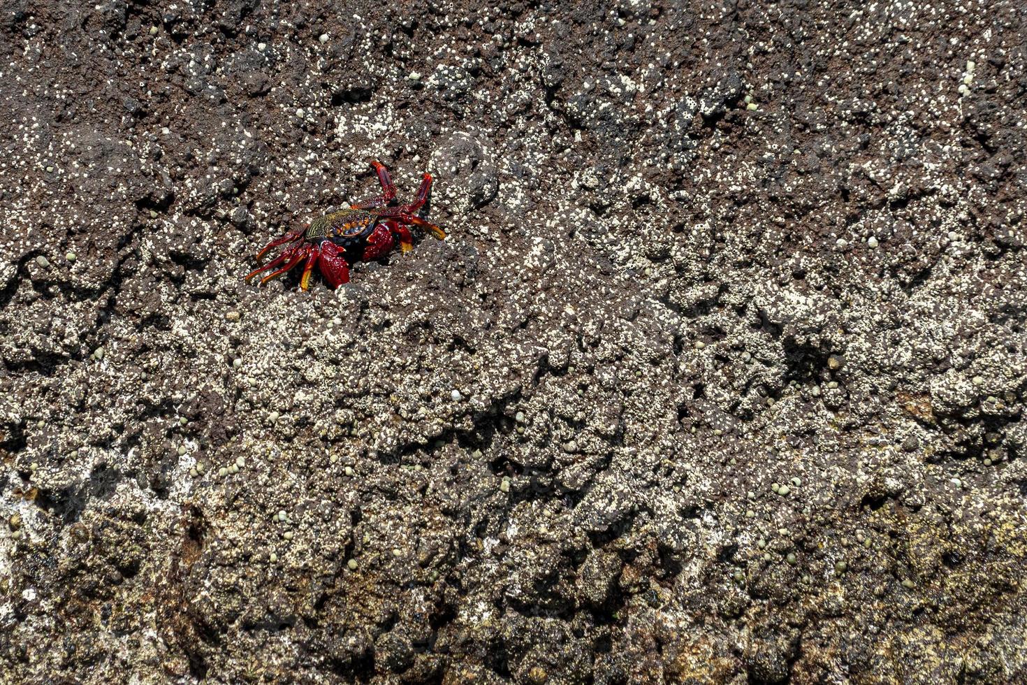 röd azorerna krabba på lava klippor foto