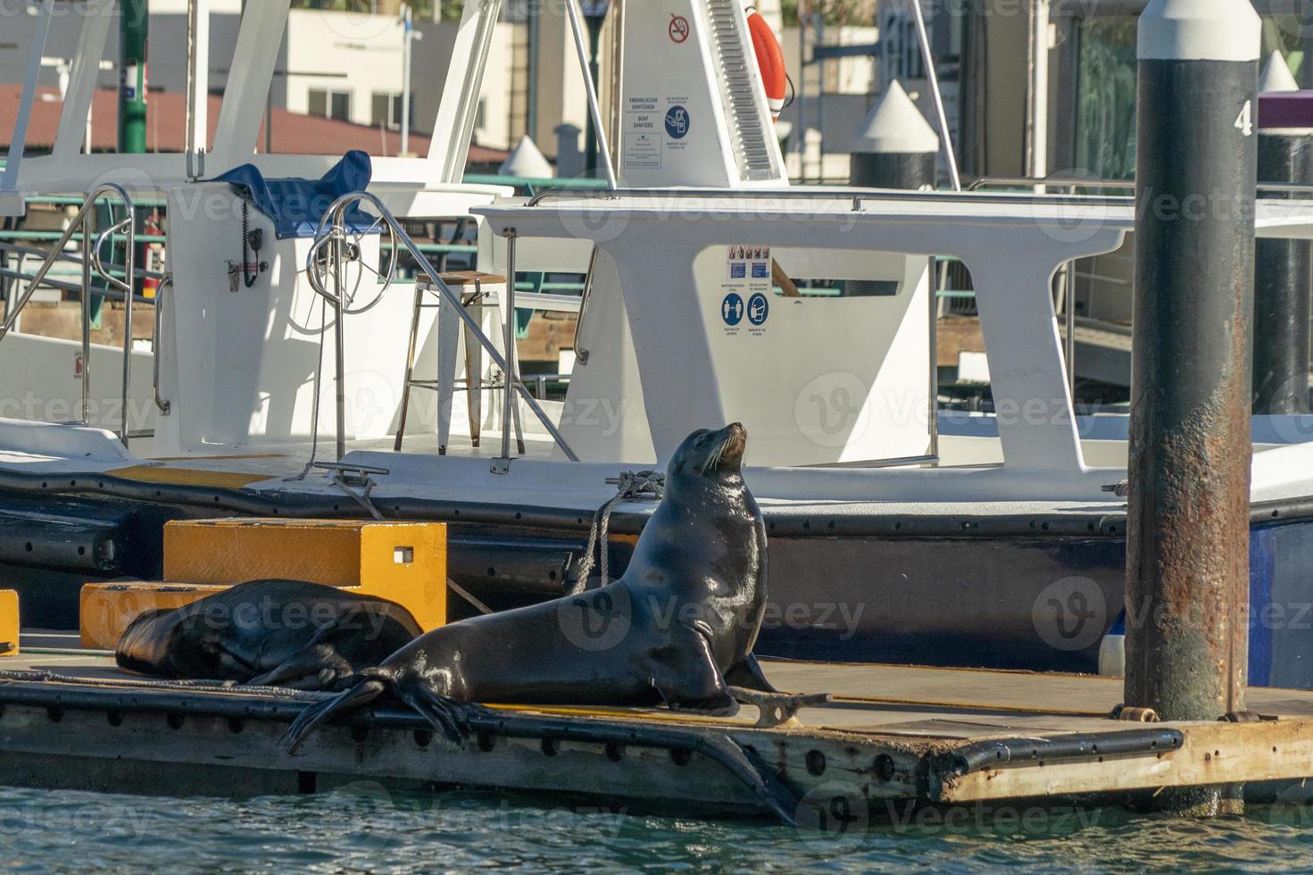 hav lejon i cabo san Lucas hamn foto