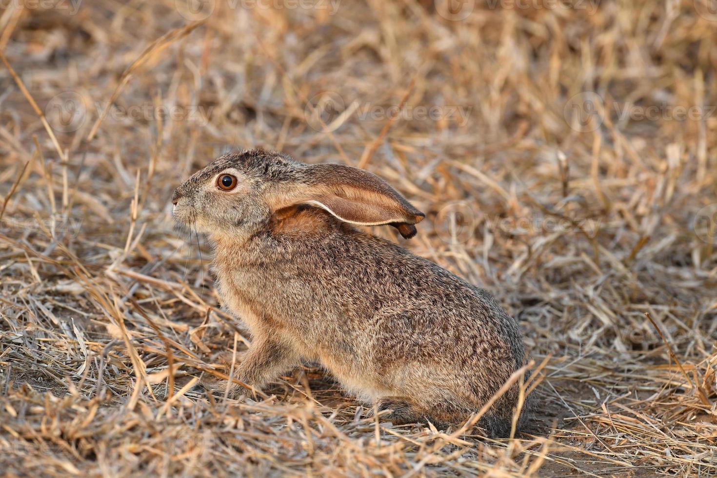 befraktade hare i kruger parkera foto