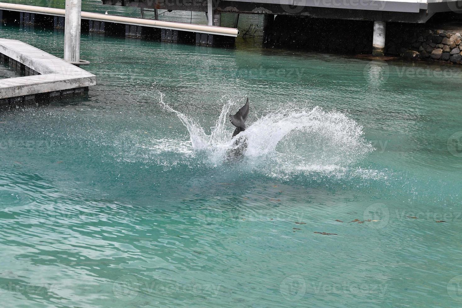 allmänning delfin Hoppar utanför polynesien bungalow foto