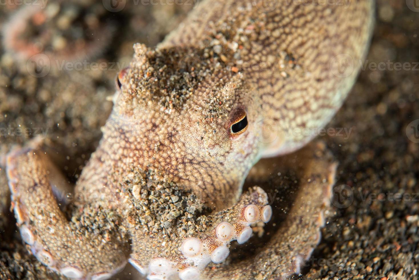 kokos bläckfisk under vattnet porträtt dölja i sand foto