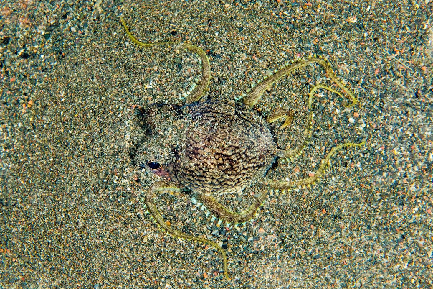 kokos bläckfisk under vattnet porträtt dölja i sand foto