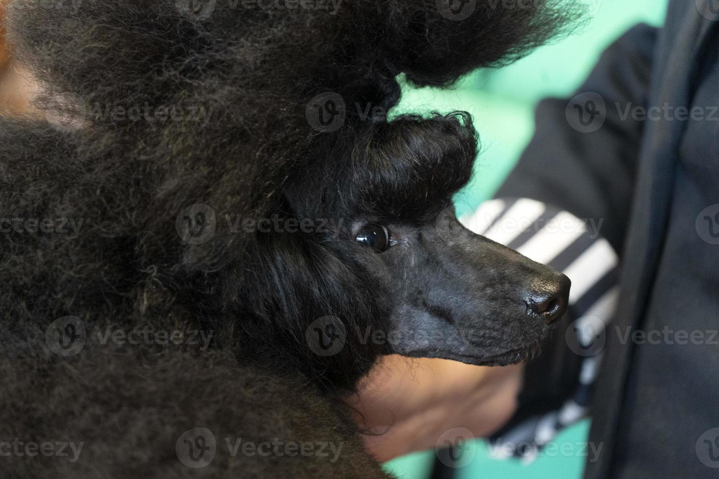 pudel hund skönhet salong foto