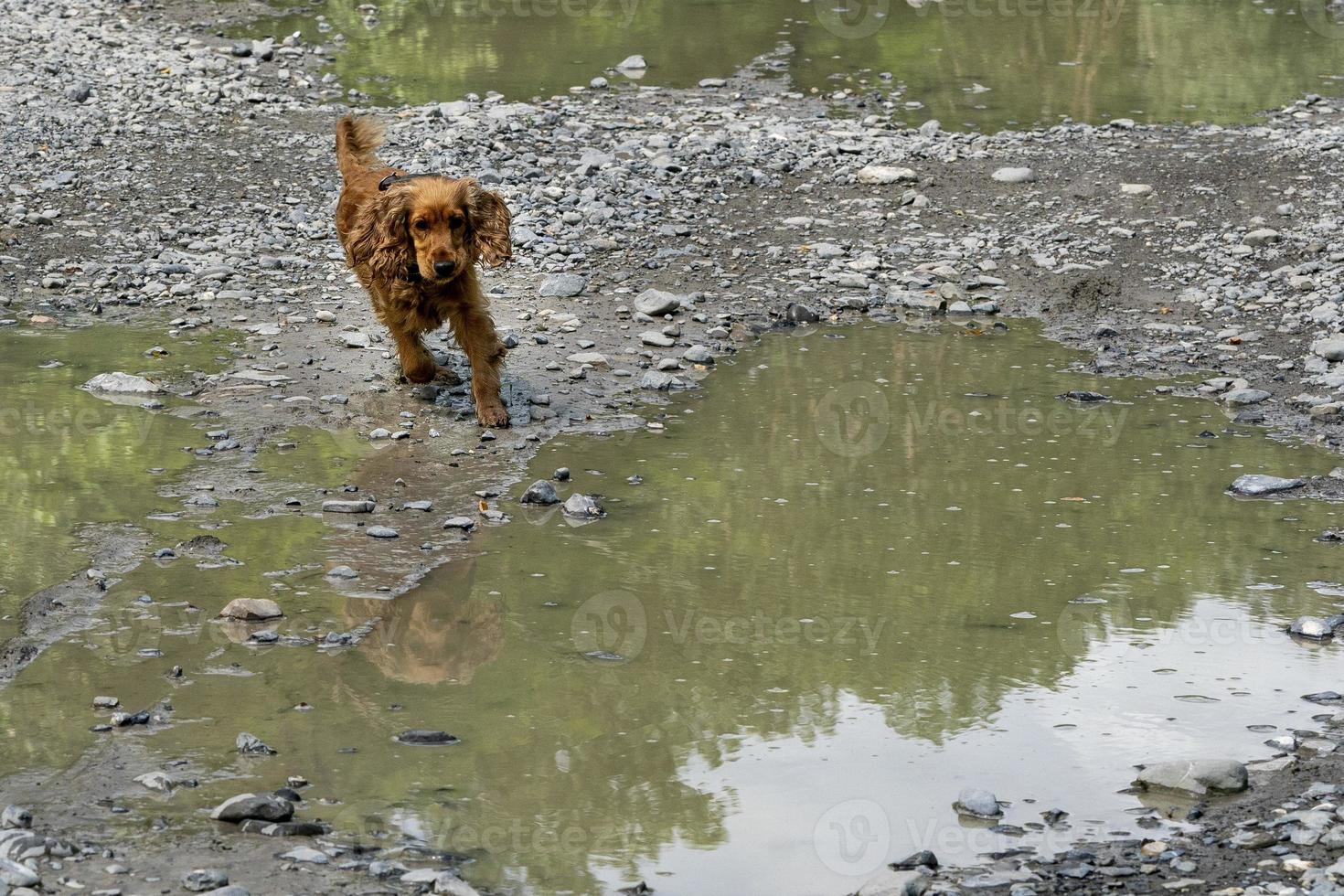 Lycklig valp hund cockerspaniel spaniel i de flod foto