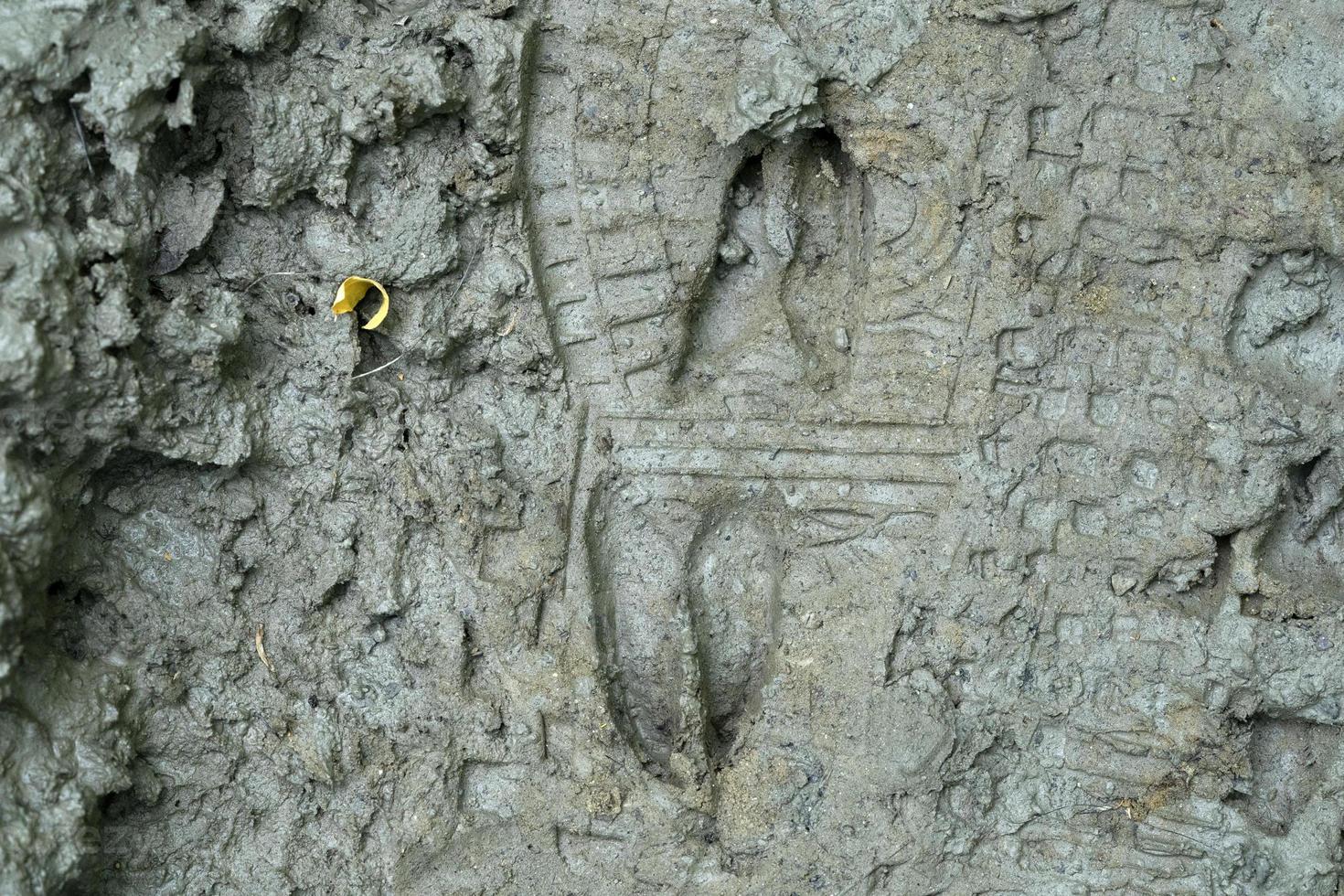 rom rådjur och mänsklig skriva ut på lera foto
