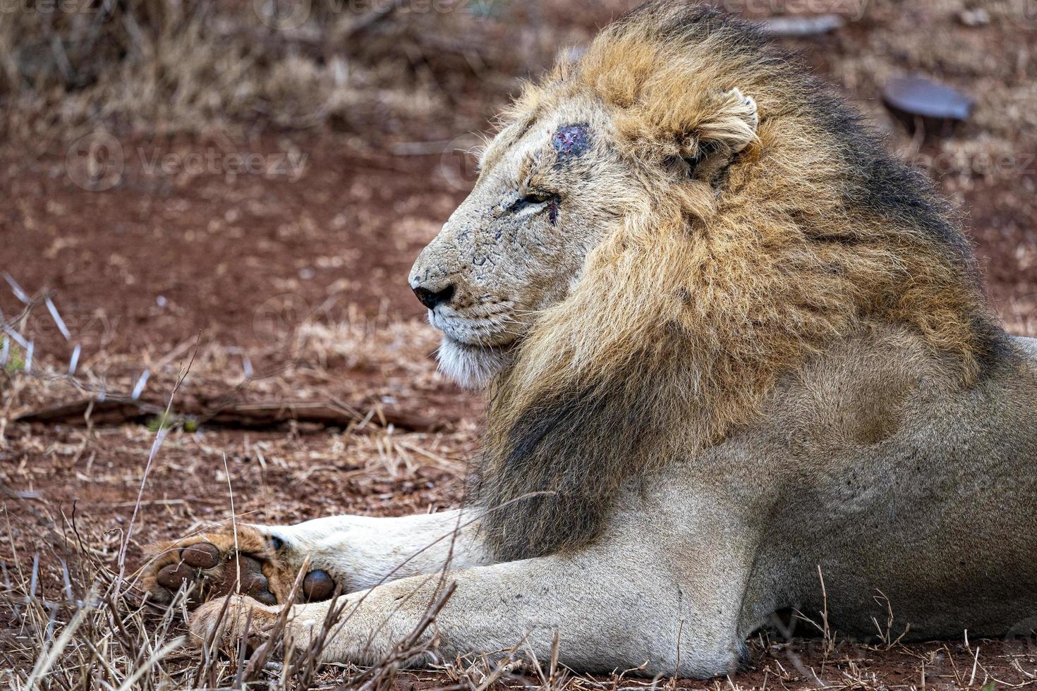 sårad manlig lejon i kruger parkera söder afrika foto