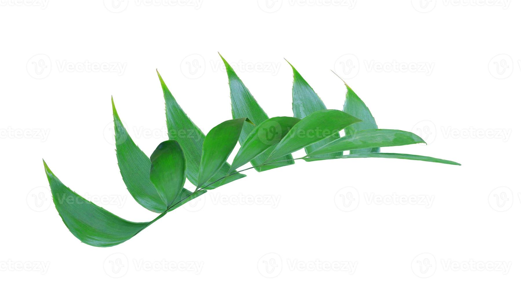 grönt blad isolerad på vit bakgrund foto