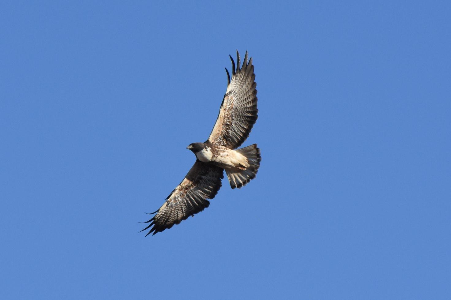 vitsvansad Hök geranoaetus albicaudatus i flyg fri Foto