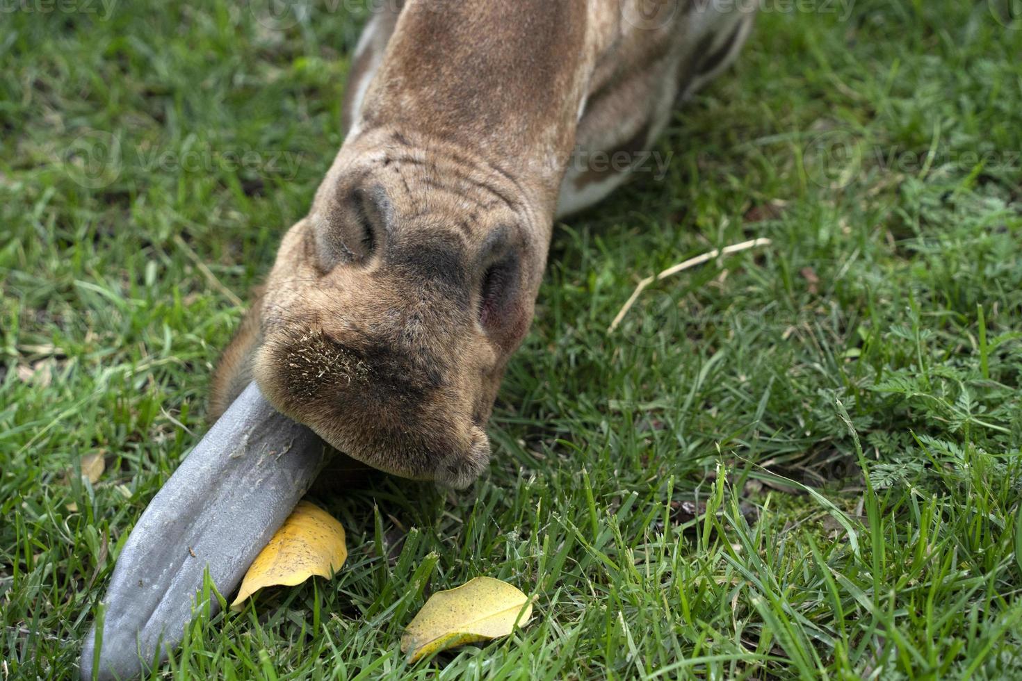 giraff tunga stänga upp foto