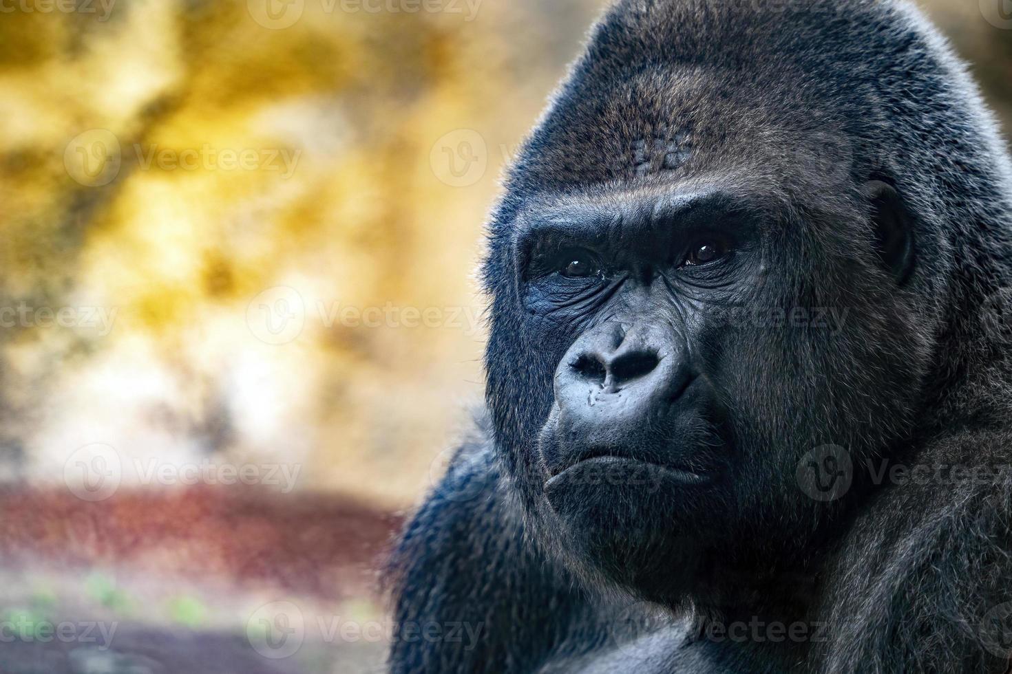 silverback kung gorilla ansikte stänga upp ögon Kontakt ser på du foto