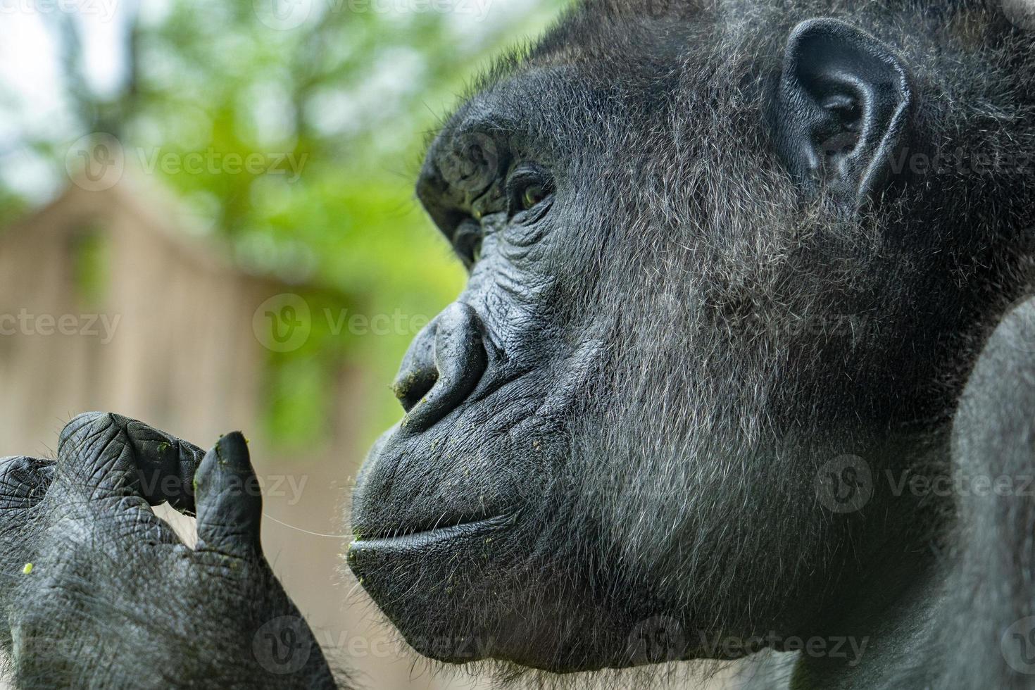 svart gorilla apa apa porträtt foto