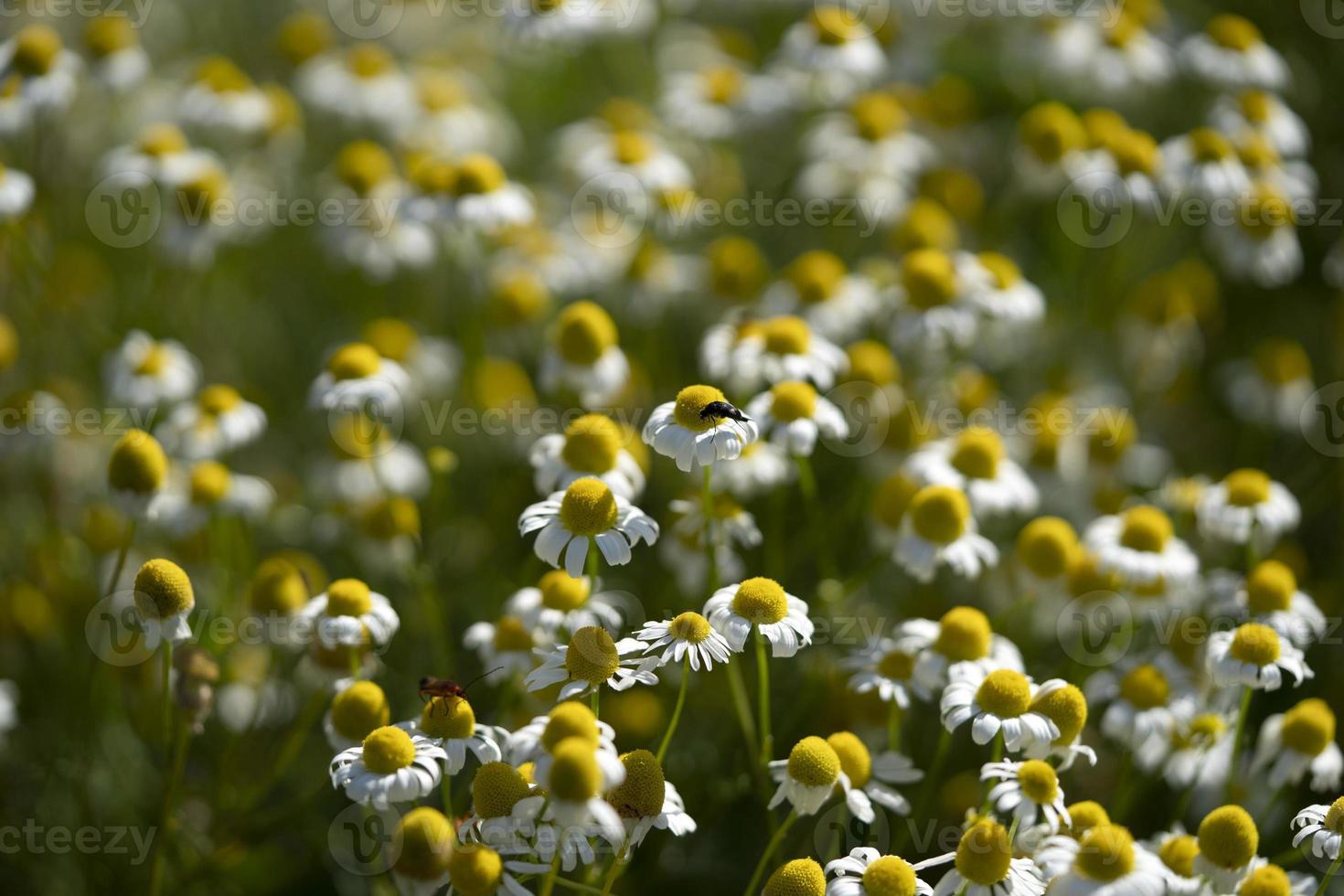 kamomill blomma fält foto