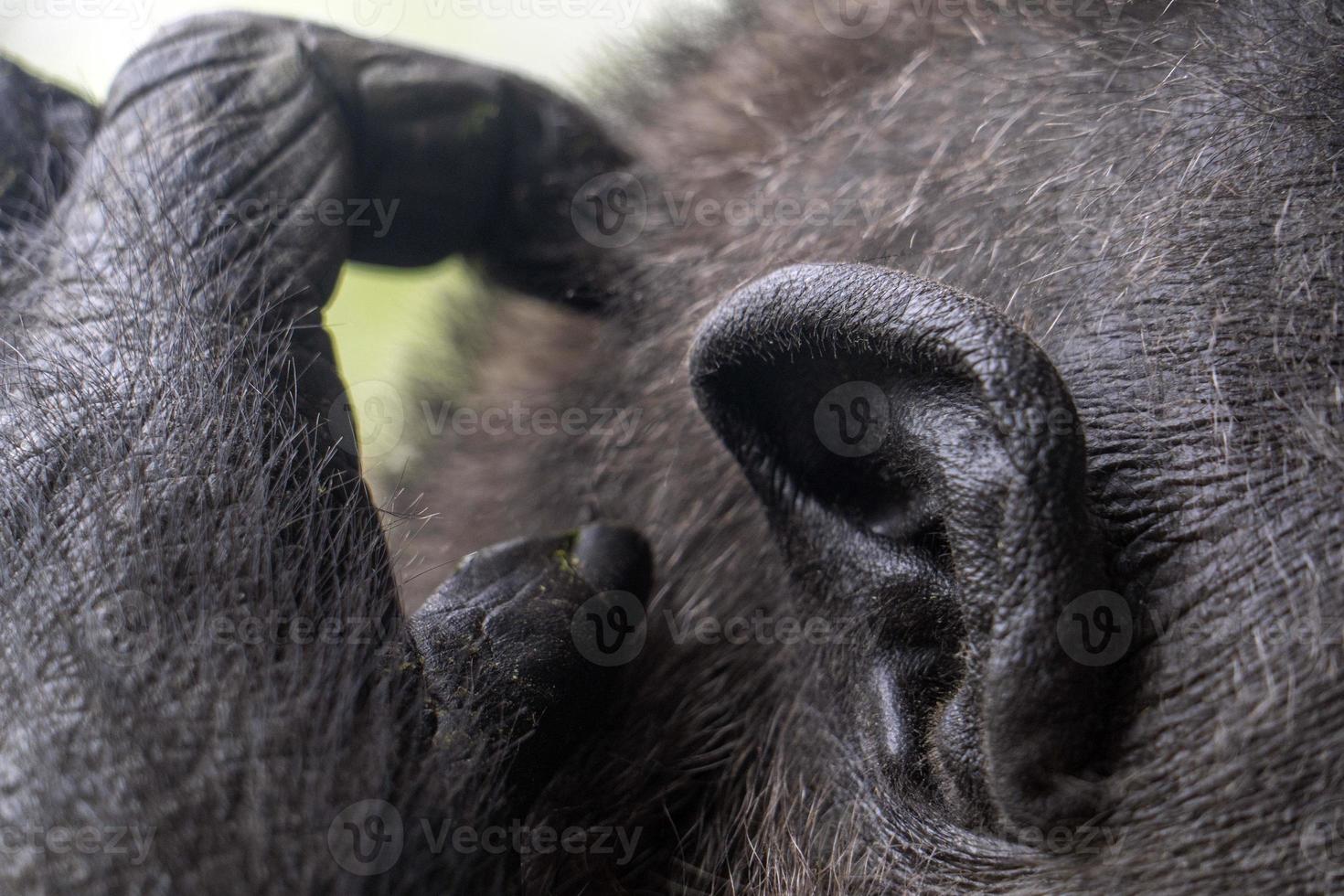 öra av svart gorilla apa apa porträtt foto