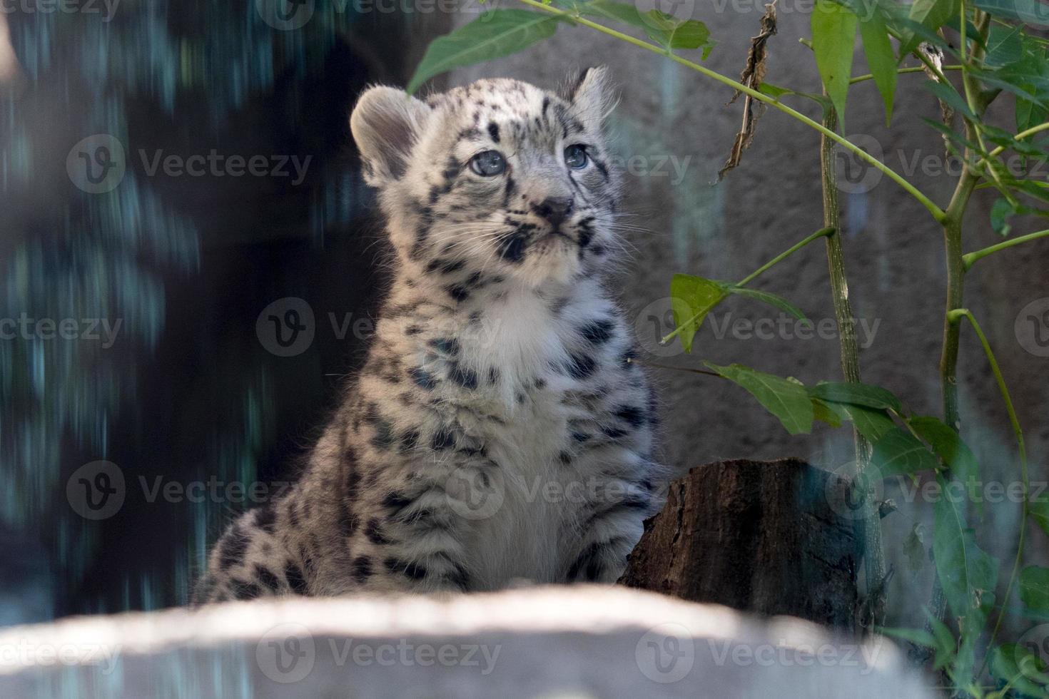 snö leopard nyfödd valp bebis foto