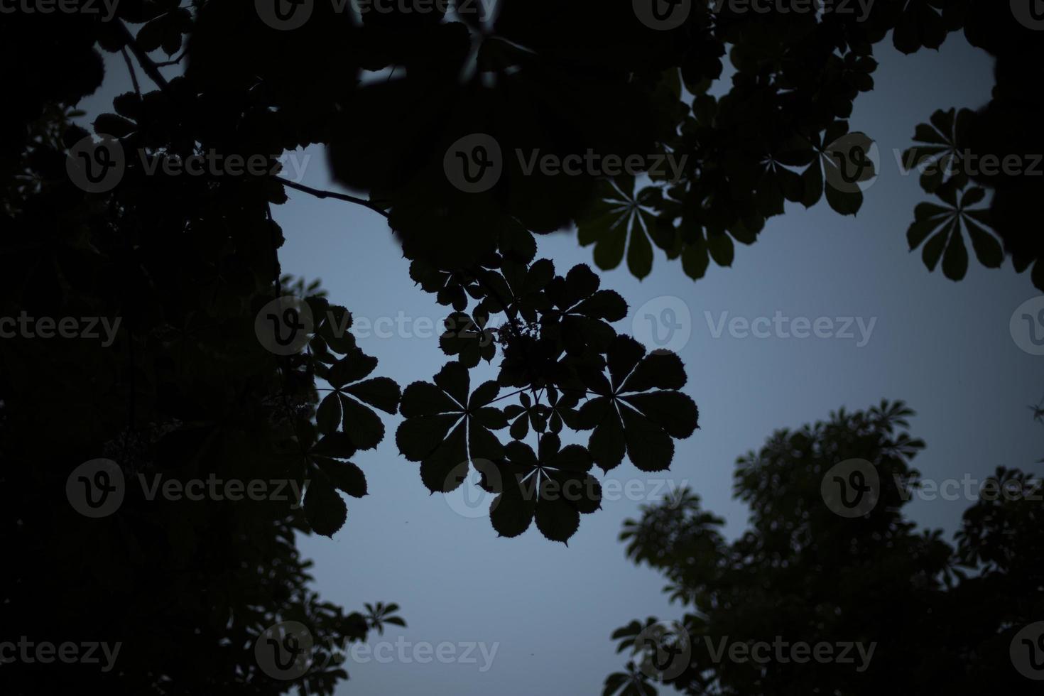 silhuett av kastanj löv. växt i kväll. detaljer av natur. foto