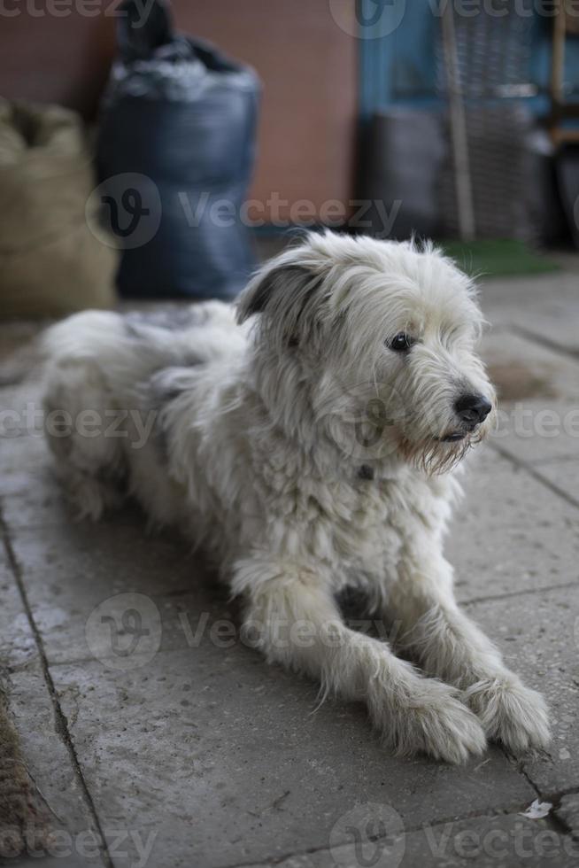 hund med vit täcka. sällskapsdjur vakter dörr. foto