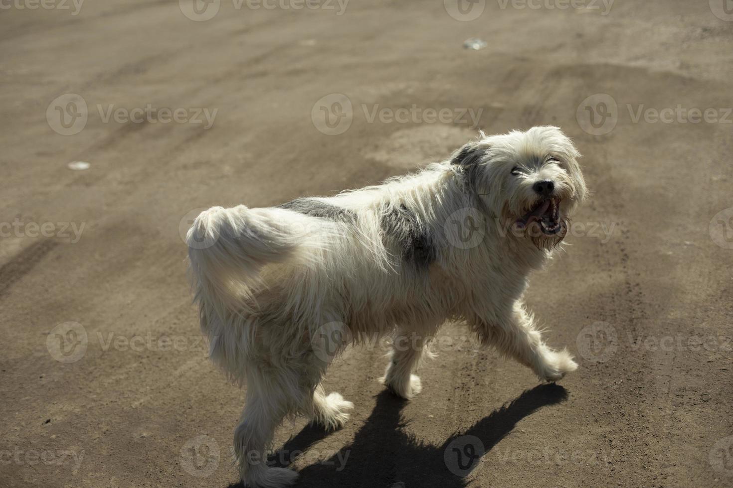 vit hund på gata. hårig vän. foto