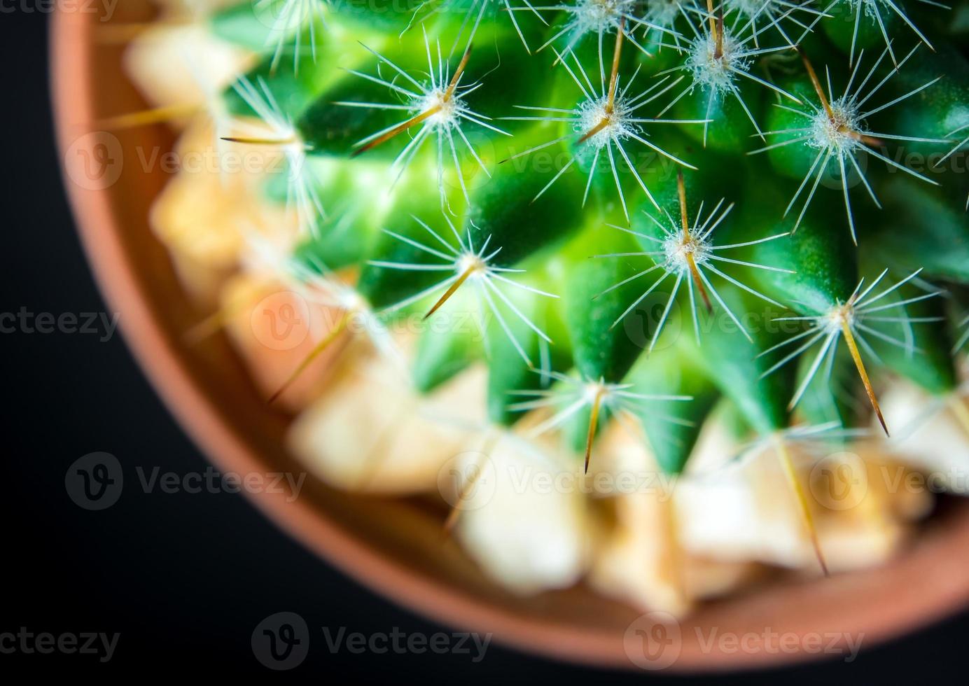 kaktusarter mammillaria på svart bakgrund foto