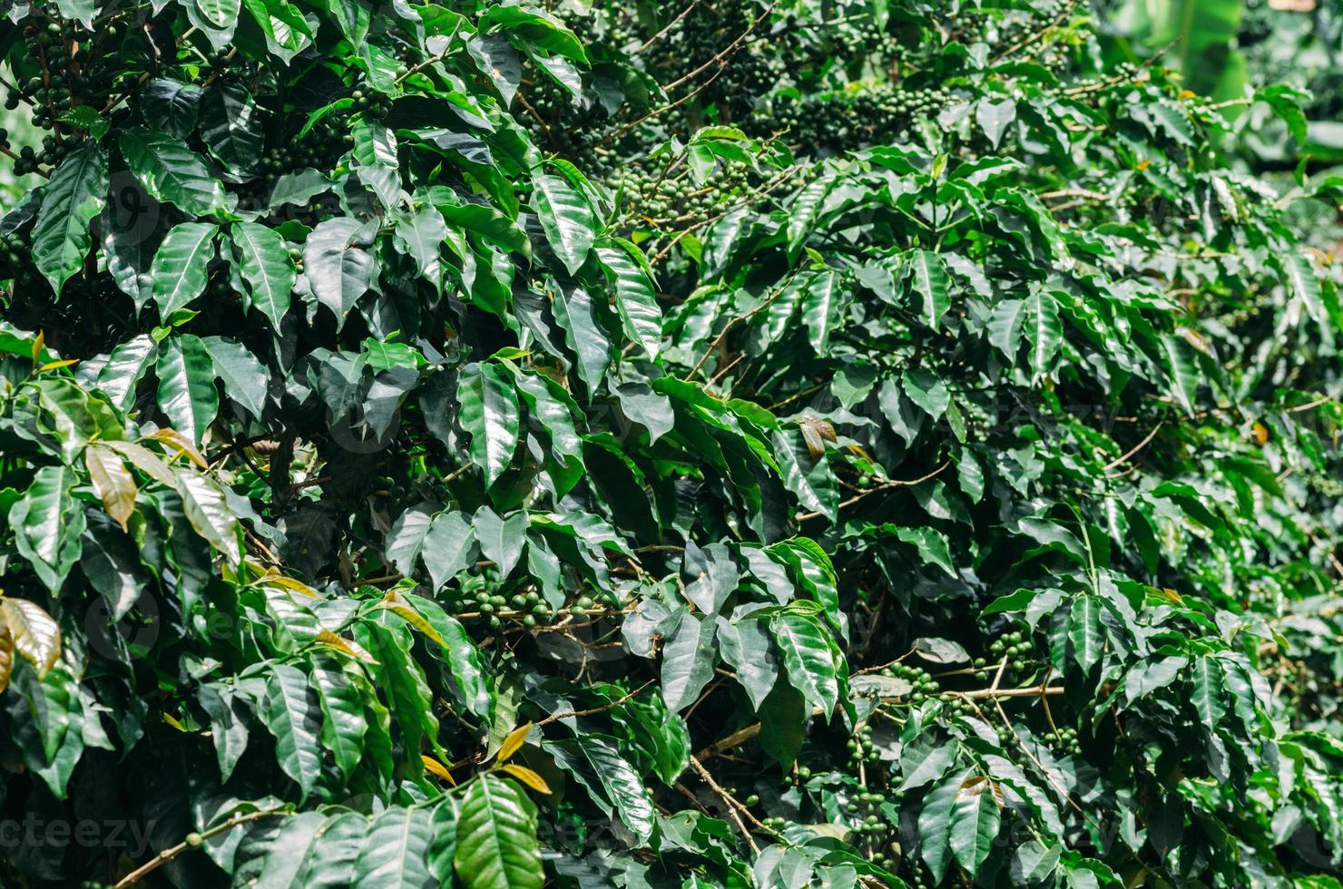 kaffe plantage i minas gerais, Brasilien foto